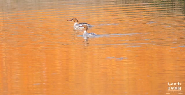 水清景美！玉溪撫仙湖飛來了100多只秋沙鴨（開屏新聞記者李春麗及通訊員攝））