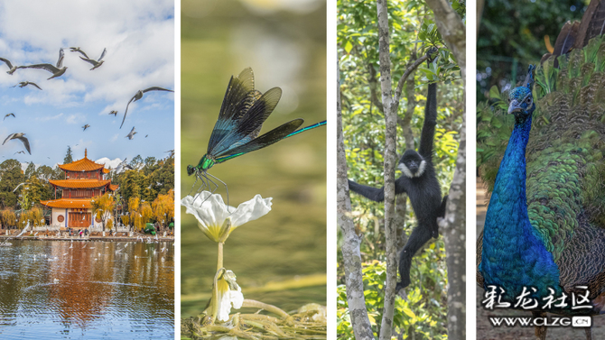 維梅獲獎(jiǎng)作品 維梅獲獎(jiǎng)作品