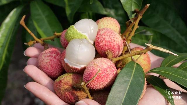 荔枝熟了，周六到元江曼來過荔枝文化旅游節(jié)！