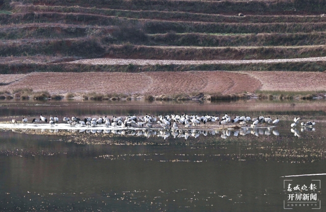 1507只！云南會(huì)澤率先完成全國鶴類同步調(diào)查工作（開屏新聞?dòng)浾?蔣瓊波 通訊員 袁嶸 周永恒 李薇 柳霽純 攝）