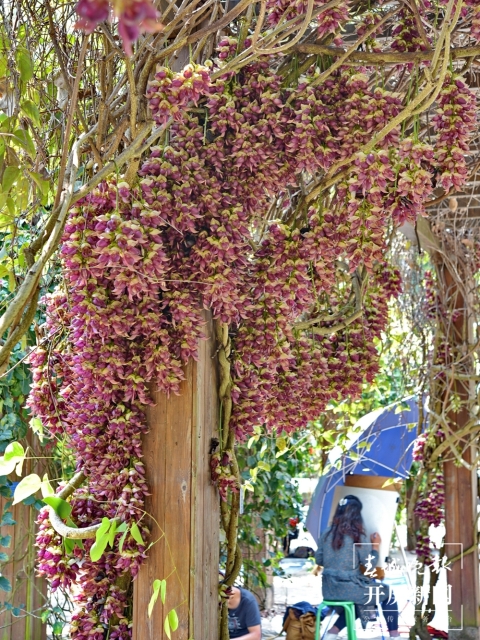 世界首個(gè)油麻藤豆莢化石被發(fā)現(xiàn)！發(fā)現(xiàn)它的人是……