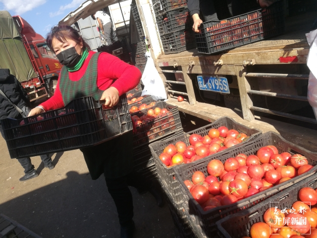 番茄價格上漲 夏體雷 攝