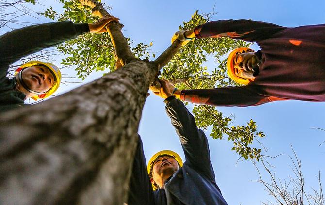 2021年11月26日，河北邯鄲，園林工人正在城東植樹(shù)。
