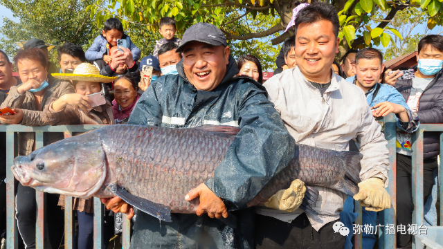 彌勒湖泉生態(tài)園捕到“生態(tài)魚王”1.png