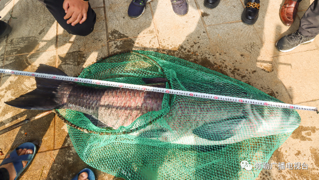 彌勒湖泉生態(tài)園捕到“生態(tài)魚王”3.png