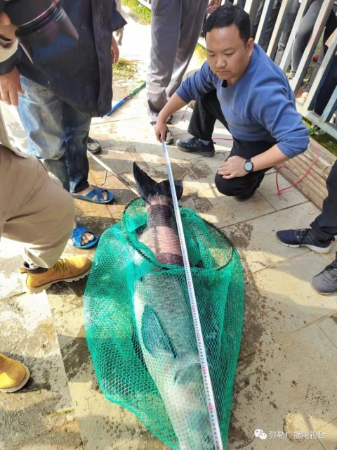 彌勒湖泉生態(tài)園捕到“生態(tài)魚王”2.jpg
