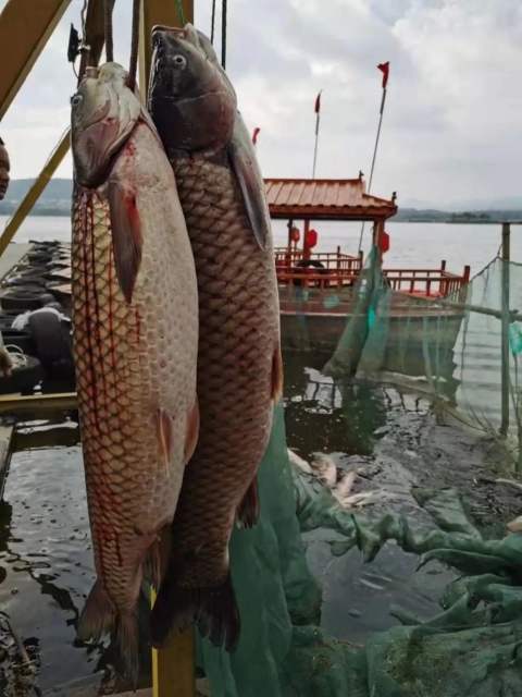 彌勒湖泉生態(tài)園捕到“生態(tài)魚王”.jpg