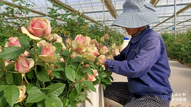 晉寧集中力量打造亞洲鮮切花產(chǎn)業(yè)基地 (4).jpg