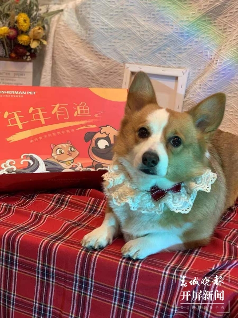 新年元素的寵物用品持續(xù)熱銷（馬藝寧 實習生 梁燕灝宇 楊宇婷 攝）