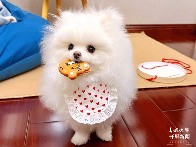 新年元素的寵物用品持續(xù)熱銷（馬藝寧 實習生 梁燕灝宇 楊宇婷 攝）