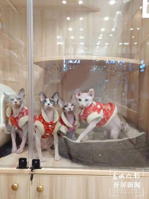 新年元素的寵物用品持續(xù)熱銷（馬藝寧 實習生 梁燕灝宇 楊宇婷 攝）