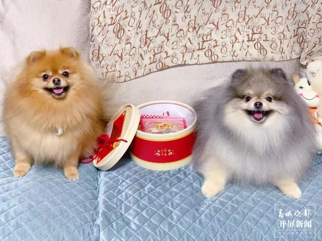 新年元素的寵物用品持續(xù)熱銷（馬藝寧 實習生 梁燕灝宇 楊宇婷 攝）