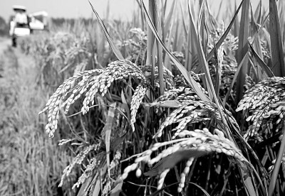 “十八連豐”背后的科技底氣