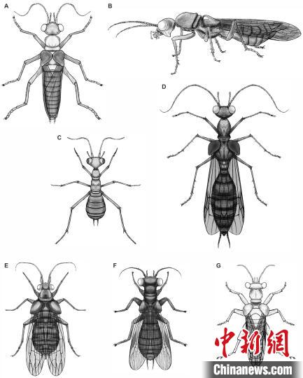 奇翅科復(fù)原圖(黎家豪繪制)。　南古所 供圖