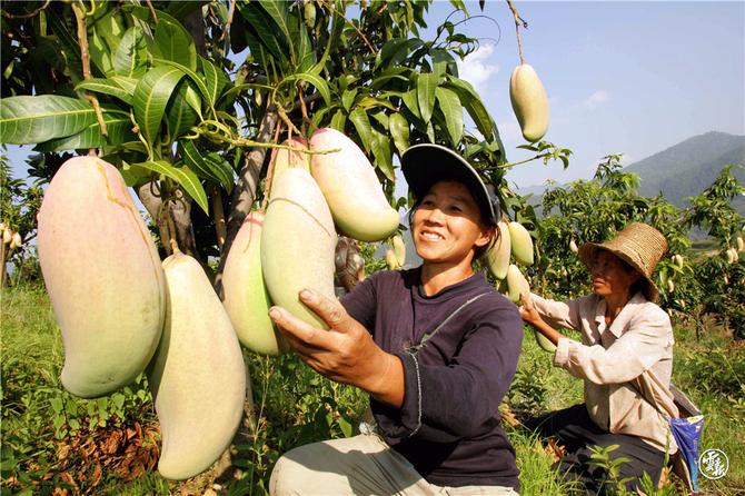 云果-綠色食品-麗江華坪芒果產(chǎn)業(yè)007-楊崢 攝.jpg