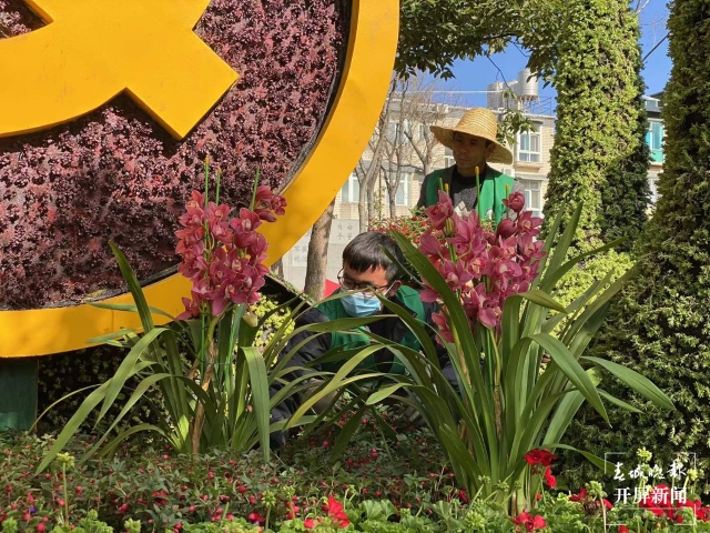 昆明多個(gè)立體花壇集體“換冬裝”(開(kāi)屏新聞?dòng)浾?孫琴霞 攝)