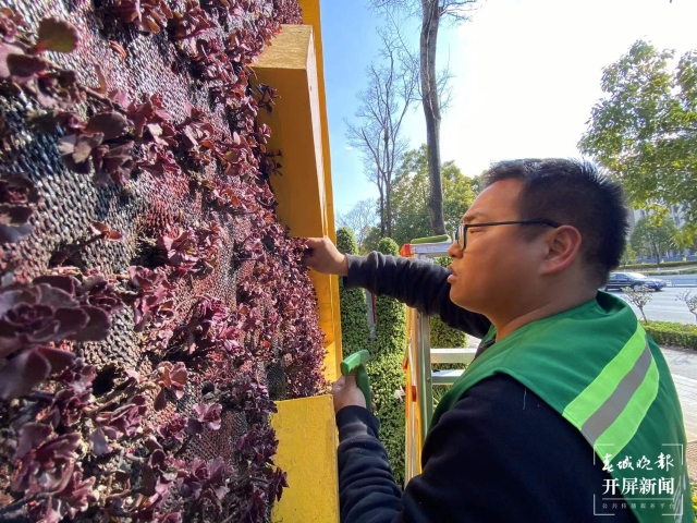 昆明多個(gè)立體花壇集體“換冬裝”(開(kāi)屏新聞?dòng)浾?孫琴霞 攝)