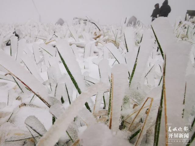昭通多地今日下雪，叫冷聲一片，請注意防寒抗旱！