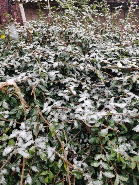 暴雨！中雪！雨夾雪！云南多地雨雪頻繁，昆明未來幾天...