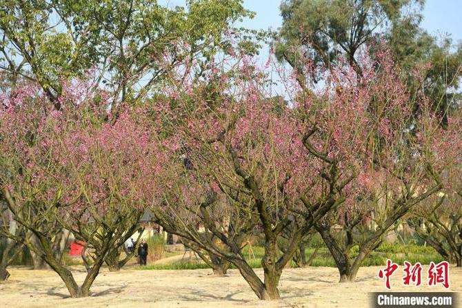 正值冬季，重慶市廣陽島上一樹樹紅梅凝寒綻放?！￡惓?　攝