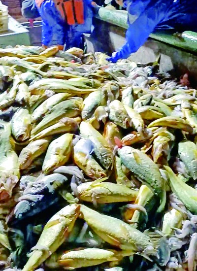 一網(wǎng)撈出2450公斤 消失的大黃魚又回來了 一網(wǎng)撈出2450公斤 消失的大黃魚又回來了