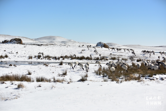 昭通大山包（開屏新聞記者 申時勛 通訊員 鄭遠見 趙子蛟 吳太平 陳光惠 攝）