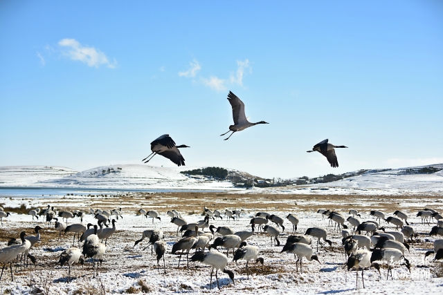 昭通大山包（開屏新聞記者 申時勛 通訊員 鄭遠見 趙子蛟 吳太平 陳光惠 攝）