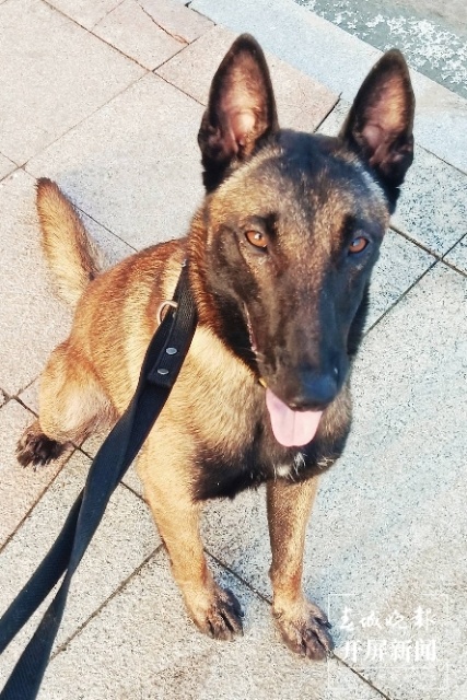 繳毒220.5克，一歲半的“江勛”立功了（通訊員 母賽昌、梁帆 攝）