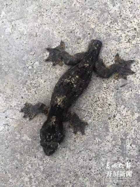 云南納板河保護(hù)區(qū)首次記錄到版納傘虎（通訊員 陳典 攝）