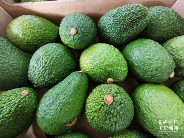 云南孟連縣迎來牛油果銷售旺季（開屏新聞記者 楊質高 通訊員 何有剛 攝）