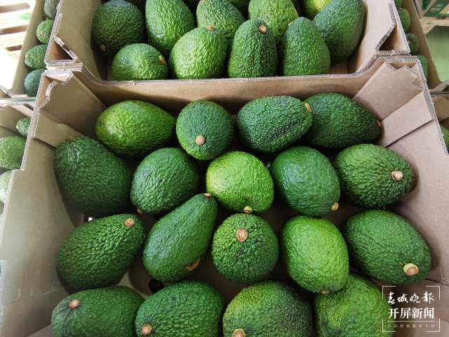 云南孟連縣迎來牛油果銷售旺季（開屏新聞記者 楊質高 通訊員 何有剛 攝）