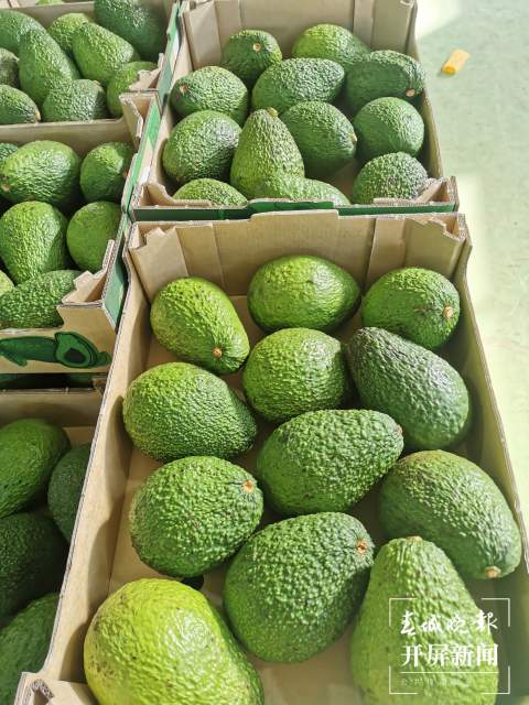 云南孟連縣迎來牛油果銷售旺季（開屏新聞記者 楊質高 通訊員 何有剛 攝）