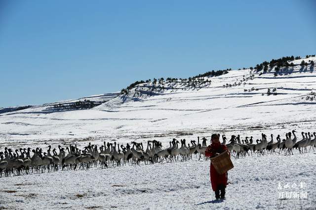 近2000只黑頸鶴“舞動”昭通大山包（開屏新聞記者 申時勛 通訊員 吳太平 鄭遠(yuǎn)見 陳光惠 攝）