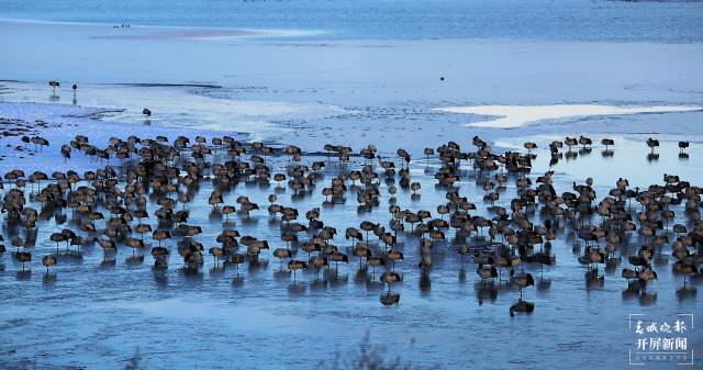 近2000只黑頸鶴“舞動”昭通大山包（開屏新聞記者 申時勛 通訊員 吳太平 鄭遠(yuǎn)見 陳光惠 攝）