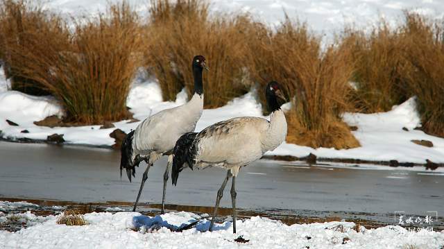 近2000只黑頸鶴“舞動”昭通大山包（開屏新聞記者 申時勛 通訊員 吳太平 鄭遠見 陳光惠 攝）