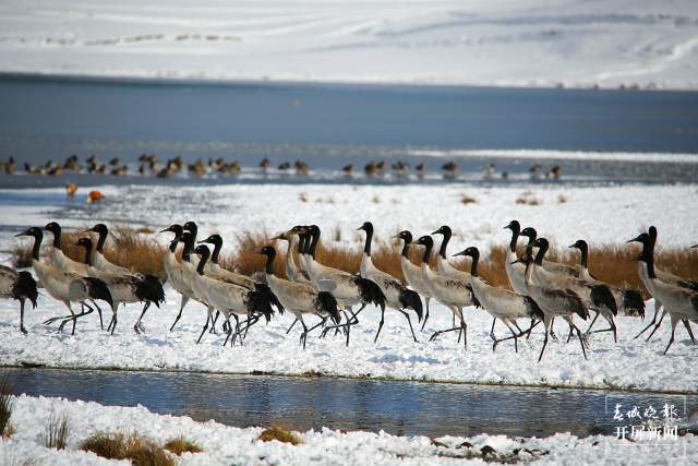 近2000只黑頸鶴“舞動”昭通大山包（開屏新聞記者 申時勛 通訊員 吳太平 鄭遠見 陳光惠 攝）