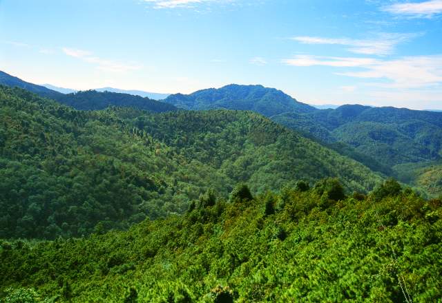 云南全面建成五級林長制(云南省林業(yè)和草原局供圖)