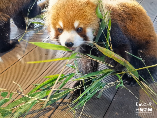 元旦乘火車到普洱，湄公河旅游4大景區(qū)優(yōu)惠多（左學佳攝）