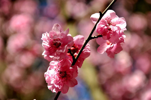 昆明郊野公園美人梅花展(供圖)