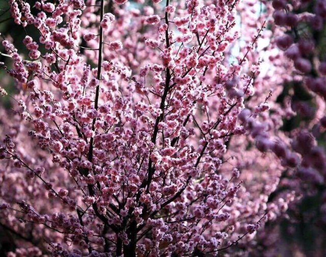 昆明郊野公園美人梅花展(供圖)