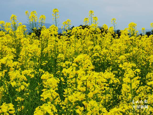 石屏異龍湖畔1000畝油菜花成春節(jié)打卡點(diǎn) 李強(qiáng) 攝