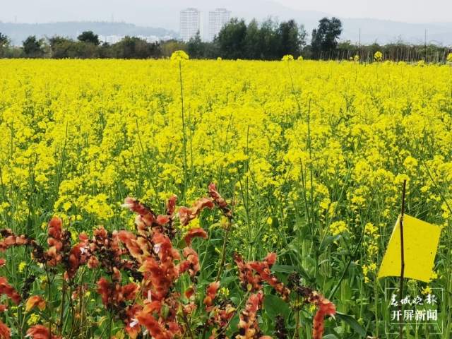 石屏異龍湖畔1000畝油菜花成春節(jié)打卡點(diǎn) 李強(qiáng) 攝