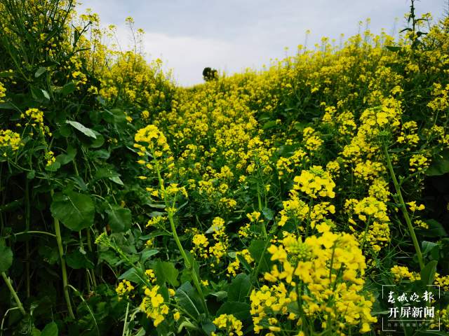石屏異龍湖畔1000畝油菜花成春節(jié)打卡點(diǎn) 李強(qiáng) 攝