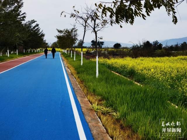 石屏異龍湖畔1000畝油菜花成春節(jié)打卡點(diǎn) 李強(qiáng) 攝