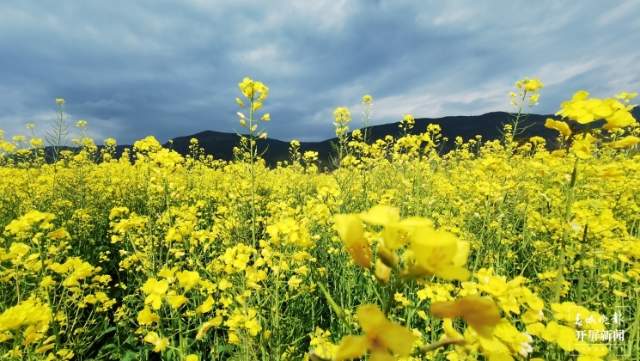 石屏異龍湖畔1000畝油菜花成春節(jié)打卡點(diǎn) 李強(qiáng) 攝