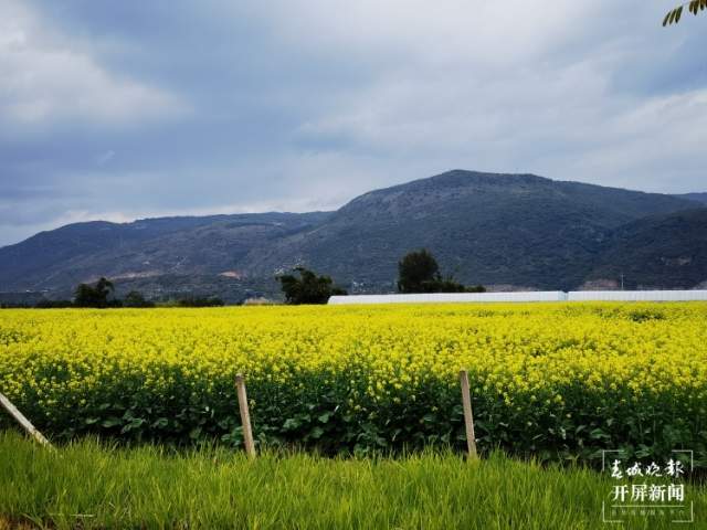 石屏異龍湖畔1000畝油菜花成春節(jié)打卡點(diǎn) 李強(qiáng) 攝