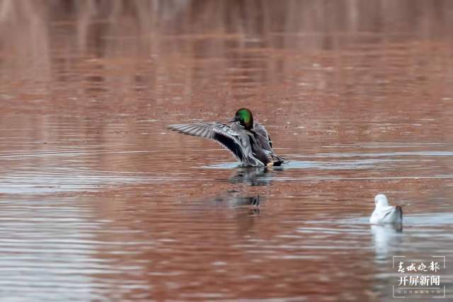 昆明濕地面積62452.53公頃 (2).jpg