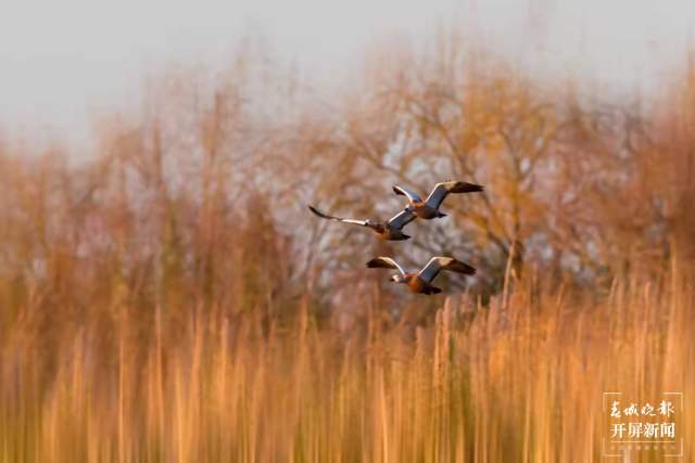 昆明濕地面積62452.53公頃 (1).jpg