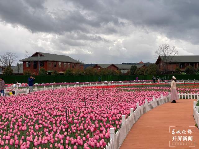 撈漁河公園百萬株郁金香陸續(xù)綻放 (3).jpg