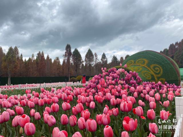 撈漁河公園百萬株郁金香陸續(xù)綻放 (6).jpg